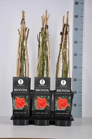 Klimroos (Rosa 'Bionda') 2 Klimroos (Rosa 'Bionda') - Afbeelding 2