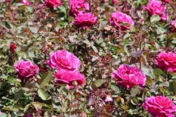 Speciale Roos (Rosa 'Blackberry Nip') -Tuinplanten Winkel rosa blackberry nip 2 1