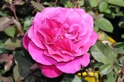 Speciale Roos (Rosa 'Blackberry Nip') -Tuinplanten Winkel rosa blackberry nip 3