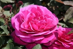 Speciale Roos (Rosa 'Blackberry Nip') -Tuinplanten Winkel rosa blackberry nip 3 1
