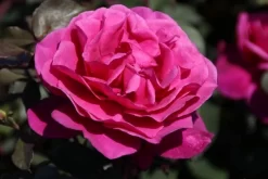 Speciale Roos (Rosa 'Blackberry Nip') -Tuinplanten Winkel rosa blackberry nip 4 1