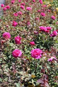 Speciale Roos (Rosa 'Blackberry Nip') -Tuinplanten Winkel rosa blackberry nip 5