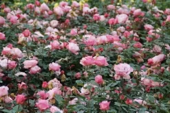 Grootbloemige Roos (Rosa 'Blue Girl') -Tuinplanten Winkel rosa blue girl 2