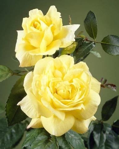 Klimroos (Rosa 'Climbing Chinatown') 1 Klimroos (Rosa 'Climbing Chinatown')