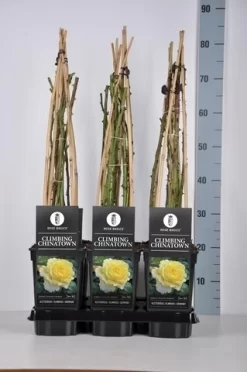 Klimroos (Rosa 'Climbing Chinatown') 5 Klimroos (Rosa 'Climbing Chinatown') -Tuinplanten Winkel rosa climbing chinatown in de winter 1