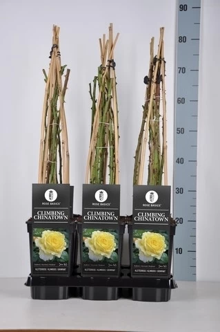 Klimroos (Rosa 'Climbing Chinatown') 3 Klimroos (Rosa 'Climbing Chinatown') - Afbeelding 3