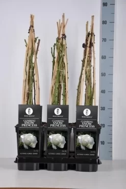 Uitgelichte producten -Tuinplanten Winkel rosa climbing snow princess in de winter c3