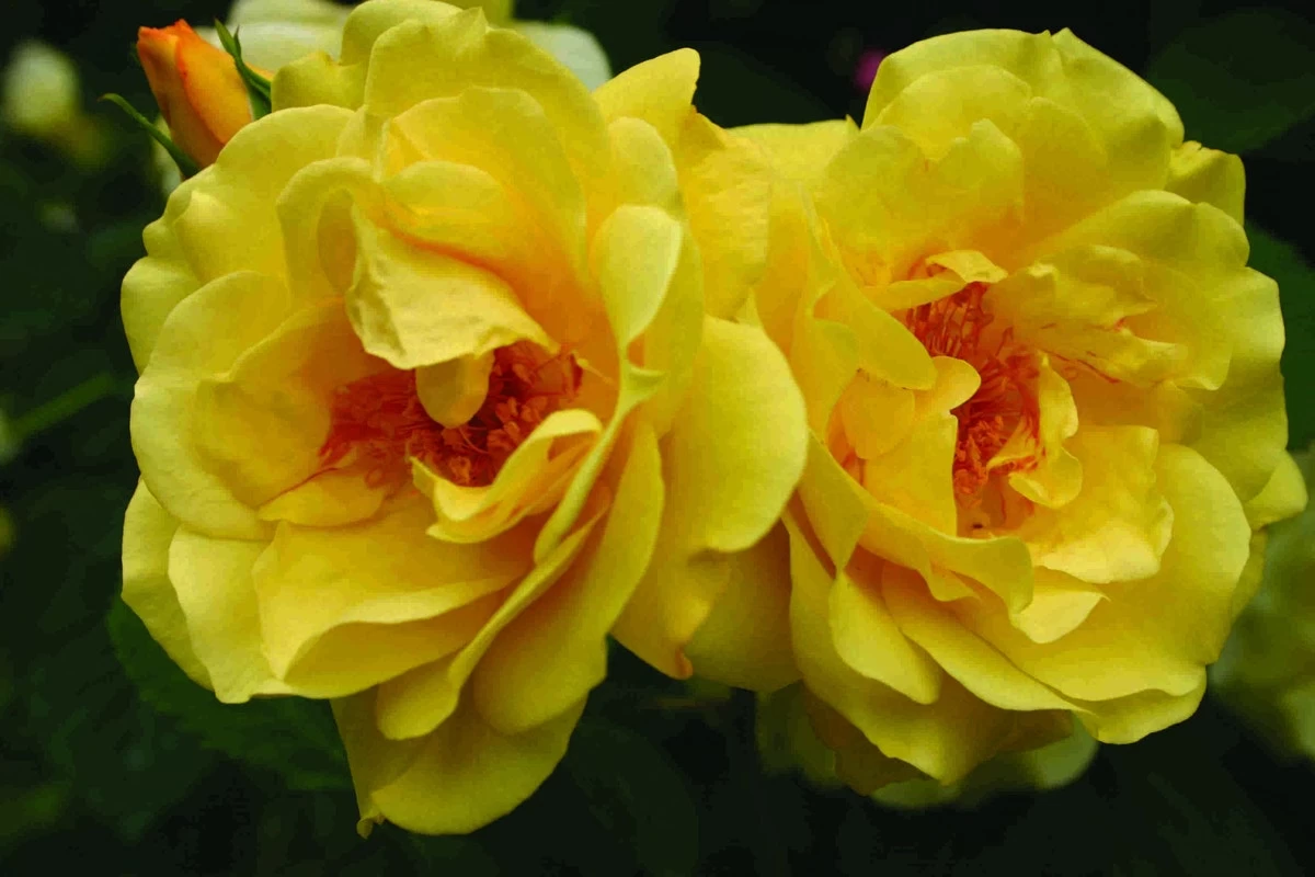 Klimroos (Rosa 'Golden Gate') 1 Klimroos (Rosa 'Golden Gate')