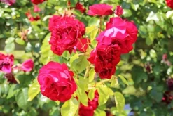 Klimroos (Rosa 'Grand Hotel') -Tuinplanten Winkel rosa grand hotel 1