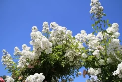 Miniklimroos (Rosa 'Guirlande D'Amour') -Tuinplanten Winkel rosa guirlande d amour 2 2