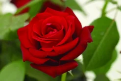 Grootbloemige Roos (Rosa 'Ingrid Bergman')