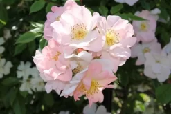 Miniklimroos (Rosa 'Open Arms') -Tuinplanten Winkel rosa open arms 3