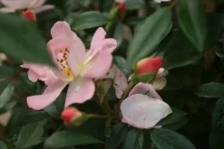 Miniklimroos (Rosa 'Open Arms') -Tuinplanten Winkel rosa open arms 1 1