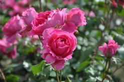 Klimroos (Rosa 'Pink Cloud') -Tuinplanten Winkel rosa pink cloud 1