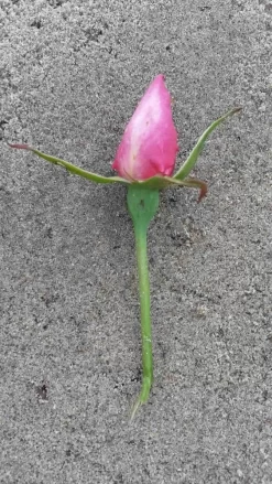 Klimroos (Rosa 'Pink Cloud') -Tuinplanten Winkel rosa pink cloud 2