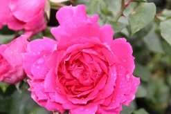 Klimroos (Rosa 'Pink Cloud') -Tuinplanten Winkel rosa pink cloud 2 1 1