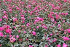 Klimroos (Rosa 'Pink Cloud') -Tuinplanten Winkel rosa pink cloud 3 1