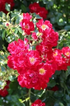 Miniklimroos (Rosa 'Rambling Rosie') -Tuinplanten Winkel rosa rambling rosie