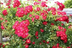 Miniklimroos (Rosa 'Rambling Rosie') -Tuinplanten Winkel rosa rambling rosie 2 1