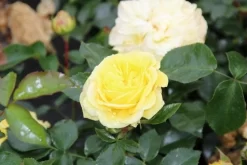 Bodembedekkende Roos (Rosa 'Solero') -Tuinplanten Winkel rosa solero 2