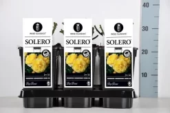 Bodembedekkende Roos (Rosa 'Solero') -Tuinplanten Winkel rosa solero in de winter