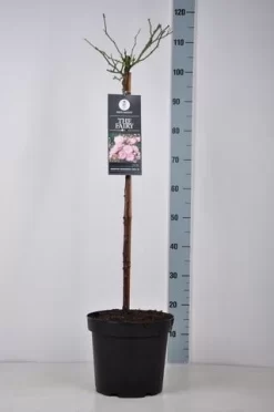 Stamroos (Rosa 'The Fairy') 8 Stamroos (Rosa 'The Fairy') -Tuinplanten Winkel rosa thefairy stam70 kaal