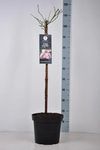 Stamroos (Rosa 'The Fairy') 4 Stamroos (Rosa 'The Fairy') - Afbeelding 4