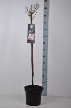 Stamroos (Rosa 'The Fairy') 9 Stamroos (Rosa 'The Fairy') -Tuinplanten Winkel rosa thefairy stam90 kaal