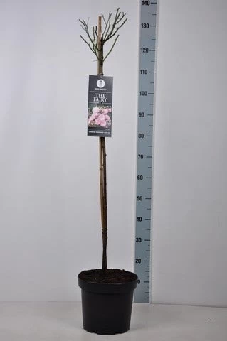 Stamroos (Rosa 'The Fairy') 5 Stamroos (Rosa 'The Fairy') - Afbeelding 5