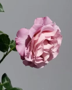 Grootbloemige Roos (Rosa 'Blue Girl') -Tuinplanten Winkel rosabluegirl03
