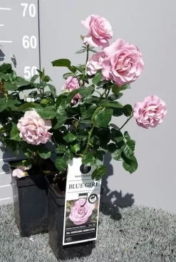 Grootbloemige Roos (Rosa 'Blue Girl') -Tuinplanten Winkel rosabluegirl04