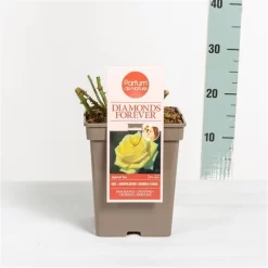 Grootbloemige Roos (Rosa 'Diamonds Forever') -Tuinplanten Winkel rosadiamondsforever03