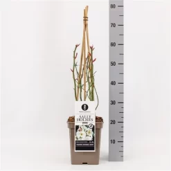 Roos (Rosa 'Sally Holmes') -Tuinplanten Winkel rosasallyholmes01