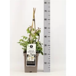 Roos (Rosa 'Sally Holmes') -Tuinplanten Winkel rosasallyholmes02