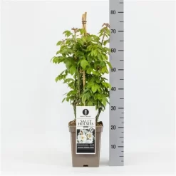 Uitgelichte producten -Tuinplanten Winkel rosasallyholmes03