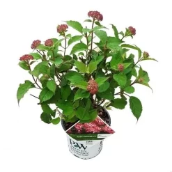 Hortensia (Hydrangea 'Ruby Annabelle') -Tuinplanten Winkel ruby annabelle