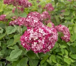 Hortensia (Hydrangea 'Ruby Annabelle') 8 Hortensia (Hydrangea 'Ruby Annabelle') -Tuinplanten Winkel ruby annabelle 5 1