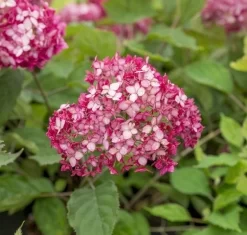 Hortensia (Hydrangea 'Ruby Annabelle') -Tuinplanten Winkel ruby annabelle 6