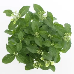 Tuinplanten Winkel -Tuinplanten Winkel runaway bride 2 cpc3a