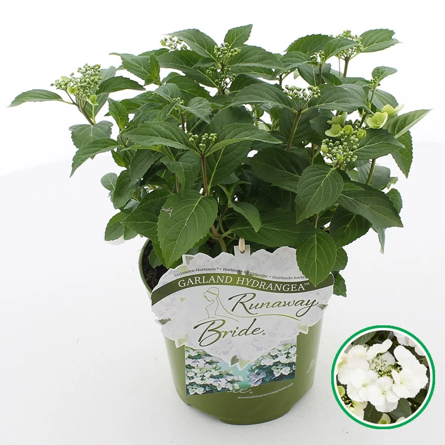 Hortensia (Hydrangea Hybr. 'Runaway Bride')