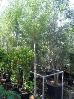 Knotwilg (Salix Alba) -Tuinplanten Winkel salix alba 12 14 16ho cont