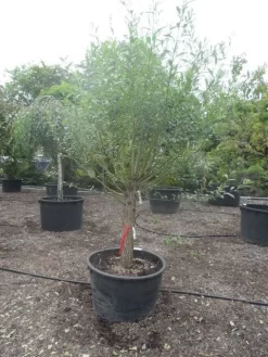 Knotwilg (Salix Alba) -Tuinplanten Winkel salix alba halfstam c285 knot 2