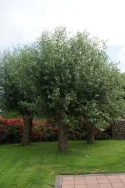 Knotwilg (Salix Alba)