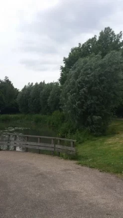 Knotwilg (Salix Alba) -Tuinplanten Winkel salix alba knotwilg 1 1