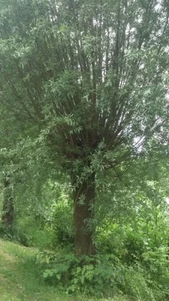 Knotwilg (Salix Alba) -Tuinplanten Winkel salix alba knotwilg 2 2