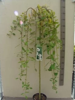 Treurwilg Op Stam (Salix Caprea 'Kilmarnock') -Tuinplanten Winkel salix c. kilmarnock 120st c5