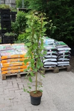 Treurwilg Op Stam (Salix Caprea 'Kilmarnock') -Tuinplanten Winkel salix caprea kilmarnock 2