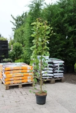 Treurwilg Op Stam (Salix Caprea 'Kilmarnock') -Tuinplanten Winkel salix caprea kilmarnock 3