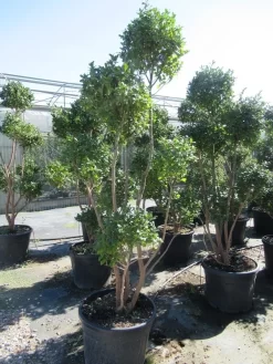 Camelia Als Bonsai (Camellia Sasanqua) -Tuinplanten Winkel sasanquapompon01