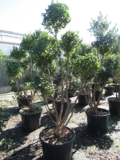 Camelia Als Bonsai (Camellia Sasanqua) -Tuinplanten Winkel sasanquapompon03